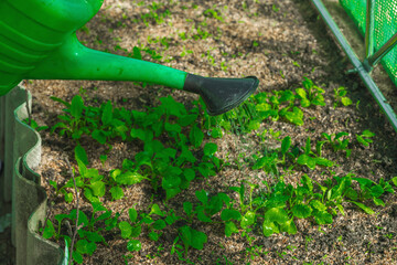 Hands holding a large watering can while irrigating seedlings in a greenhouse