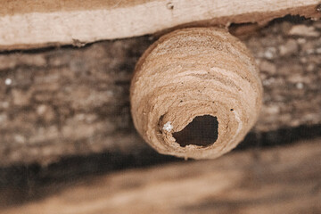 Close-up of a Sceliphron wasp nest showing detailed clay structure. Ideal for themes of nature