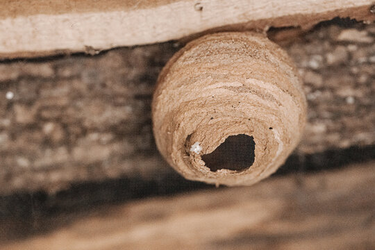 Close-up of a Sceliphron wasp nest showing detailed clay structure. Ideal for themes of nature