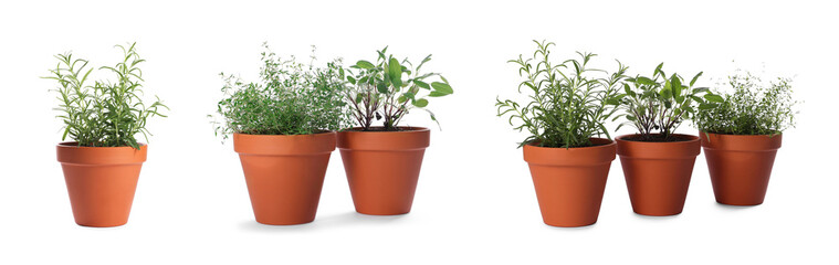 Different aromatic herbs in clay pots isolated on white, set