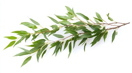 Fototapeta premium Sprig of fresh green leaves on a light background. A delicate branch with numerous small, oval-shaped leaves in vibrant green