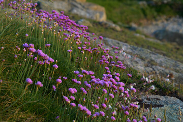 Naklejka premium Fleurs du bord de mer en Bretagne