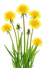 Group of vibrant yellow dandelions with green stems and leaves against a white background.  Detailed close-up view of flower heads and foliage