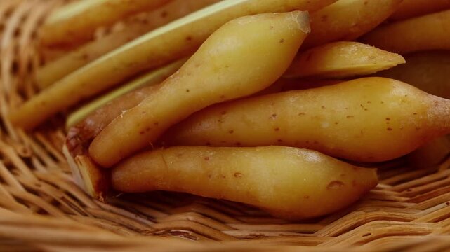 Fresh Finger root or Kaempfer (kachai)