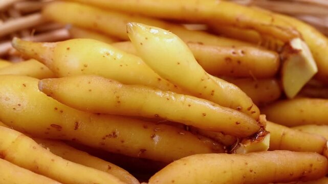 Fresh Finger root or Kaempfer (kachai)