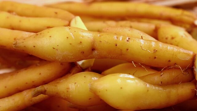 Fresh Finger root or Kaempfer (kachai)