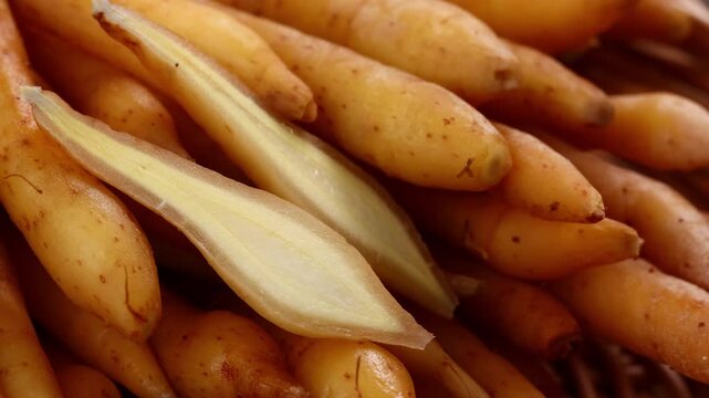 Fresh Finger root or Kaempfer (kachai)