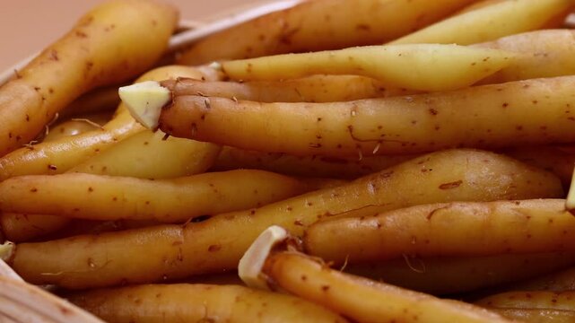 Fresh Finger root or Kaempfer (kachai)