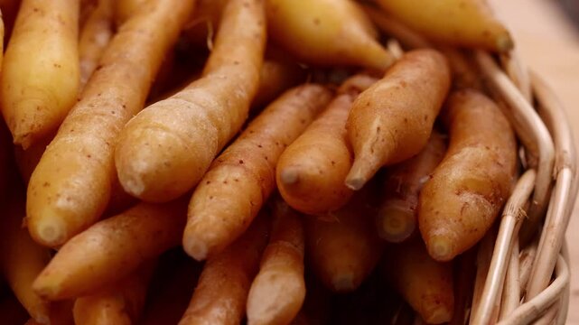 Fresh Finger root or Kaempfer (kachai)