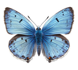 Obraz premium blue butterfly on transparent background