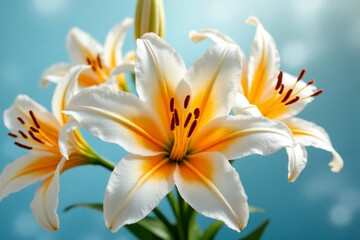 Fototapeta premium orange lily flower