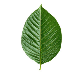 Obraz premium Kratom leaf on transparent background