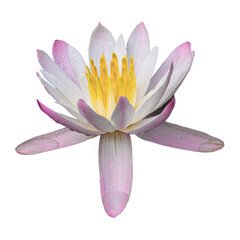Naklejka premium pink lotus flowers, Nelumbo nucifera, also known as sacred lotus, Laxmi lotus, Indian lotus, on white background.