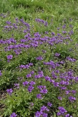 Carpet of vibrant violet Veronica prostrata blooms in May , alpine, trailing