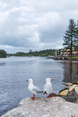 KIngscliff in Australia view from the river and beach. beautiful spectacular view of the holiday destination in New South wales. April 1st 2021. This was during the Covid 19 pandemic.