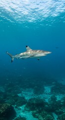 Fototapeta premium Ocean's Silent Hunter