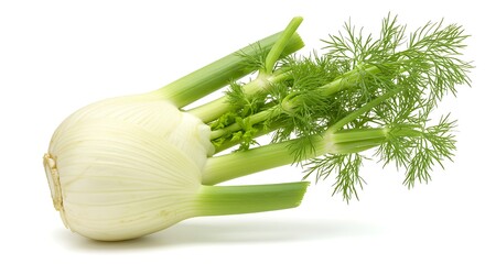 Fresh Fennel Bulb with Green Fronds on White Background