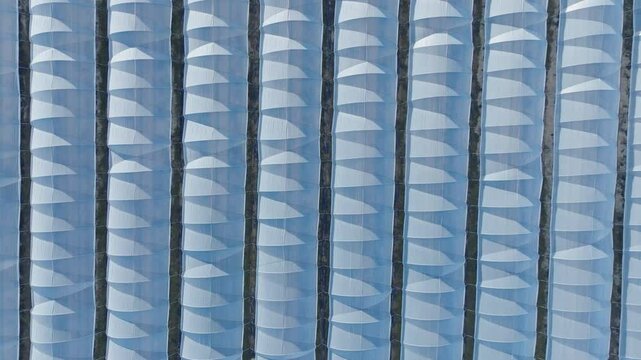 Strawberry fields greenhouse in a row aerial view in Huelva