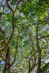 Looking Up Through Lush Green Tree Canopy Towards a Bright Blue Sky.Intricate Branches and Verdant Leaves Forming a Natural Canopy, View from Below