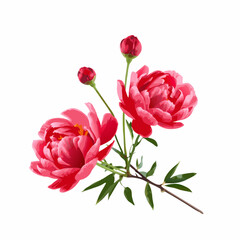 peony flowers on white background