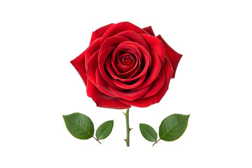 Beautiful Single Red Rose with Green Leaves on a transparent background