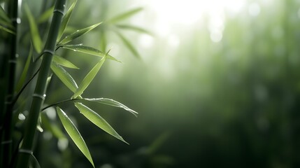 Naklejka premium Serene Bamboo Forest Scene Dew Drops on Lush Green Leaves Sunlight Filter