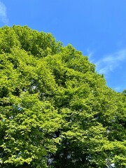 A green tree against a blue sky. Summer natural background. 