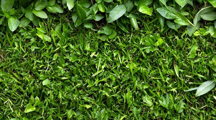 Obraz premium Green Grass and Plants Texture Background for Nature and Garden Concepts
