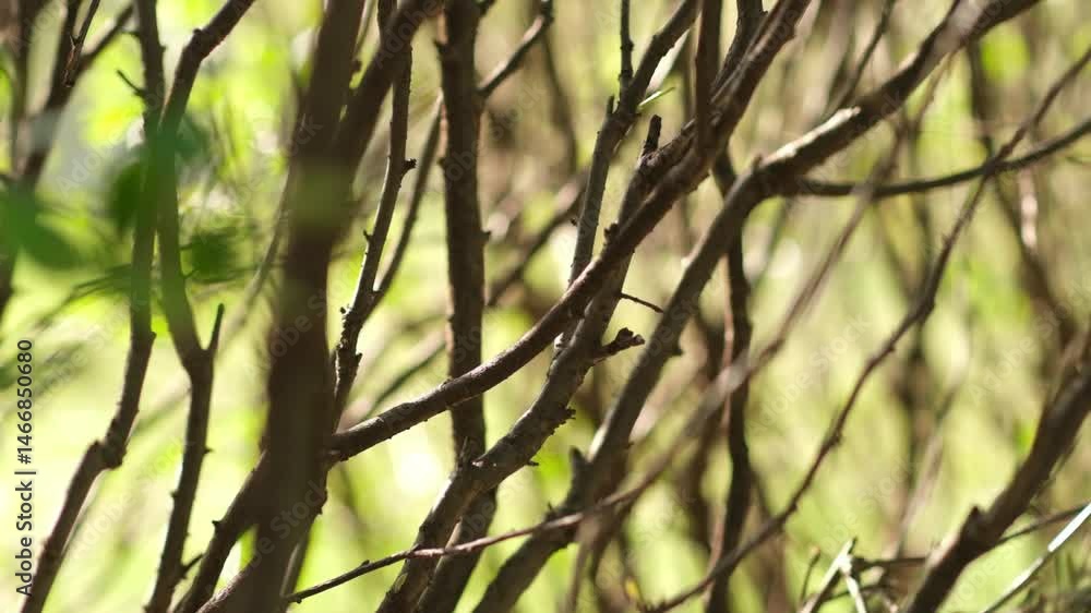 Aufkleber Exploring the Intricate Patterns of Twigs in a Lush Natural Setting During Daylight Hours