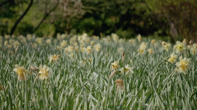 Explore a vibrant field of narcissus flowers in full bloom during a sunny spring day at the park. Witness the beauty of nature as colors come alive.