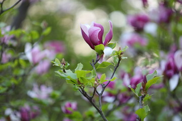 A beautiful purple flower with green leaves is the main focus of the image. The flower is...