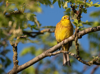 Yellow hammer sitting in a tree