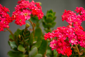 Kalanchoy is a plant that blooms red. close-up with copy space. High quality photo