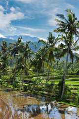 Obraz premium A beautiful rice field in Ubud Bali Indonesia August 2022. This was on a bright sunny day and the sight was truly breath taking. There was lots of traditional farming methods to be seen here.