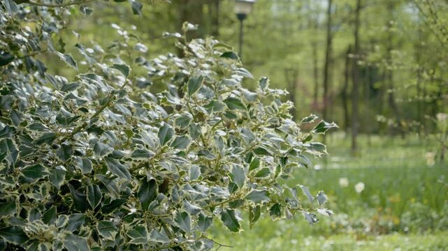 Enjoy a close view of Ilex aquifolium, showcasing its vibrant foliage in a beautiful park setting during Spring. Nature flourishes with blooming flowers and greenery.