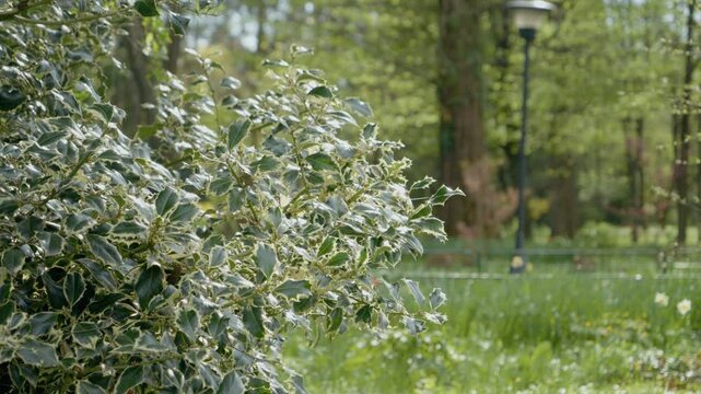 In a tranquil park, Ilex aquifolium Laur showcases its vibrant leaves and delicate blooms. The lush greenery highlights the beauty of nature in springtime.