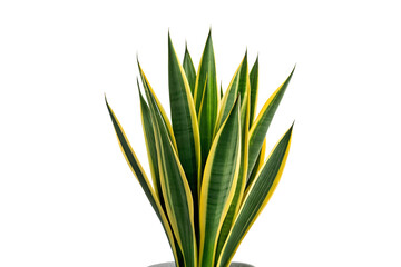 Fototapeta premium Striking Sansevieria Trifasciata with Yellow Variegation Against a Neutral Background transparent background