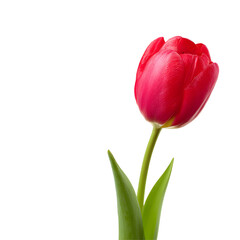 Fototapeta premium red tulips isolated on white background