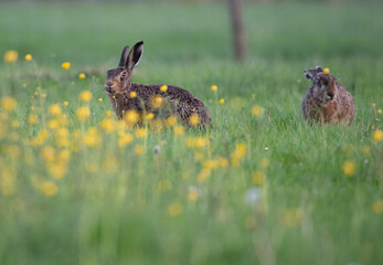 Hare in the field