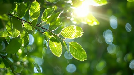 Green Leaves Lit by Sunlight Through Forest Canopy