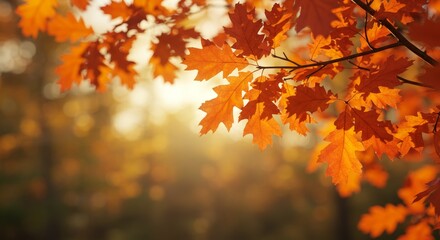 Autumn Sunlight Through Oak Leaves - Golden autumn leaves bathed in sunlight, symbolizing change, warmth, beauty, nature's cycle, and tranquility
