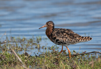 Ruff in the meadow