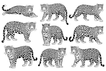Collection of jaguars in different poses in black and white illustration