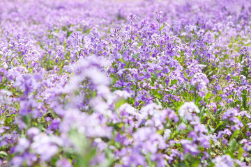 A romantic sea of purple flowers