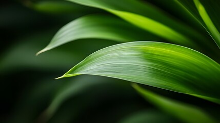 Obraz premium Lush Green Plant Leaf Close Up Nature Background Texture Image