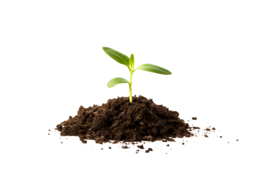 Small Green Plant Sprout Growing from Dark Soil on Black Background
