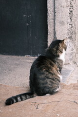 野良猫の後ろ姿