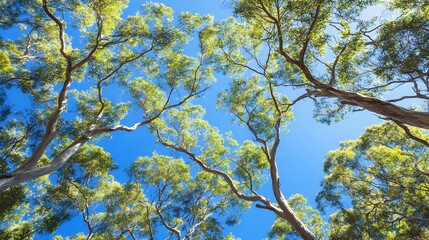 clear blue sky shaded trees decorated with native plants high resolution, ultra realistic, stock photo style