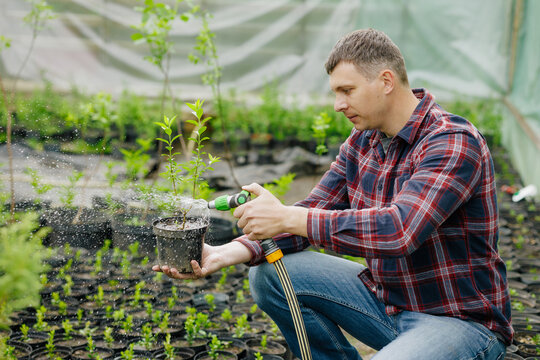 Gardener watering potted plant with hose sprayer in greenhouse nursery. - Powered by Adobe