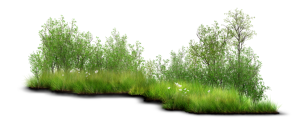 grass on white background/Lush green shrubs and foliage growing naturally among tall grass.